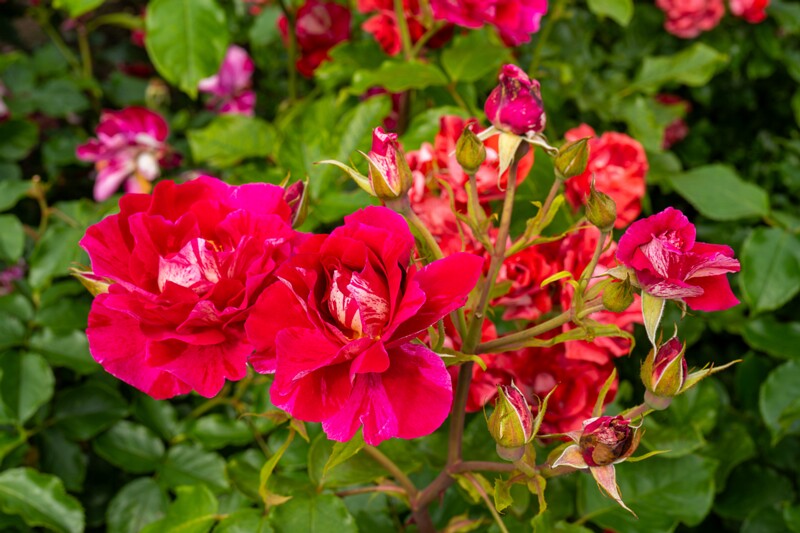 tallinna-botaanikaaia-rosarium 2025-07-20 1-29