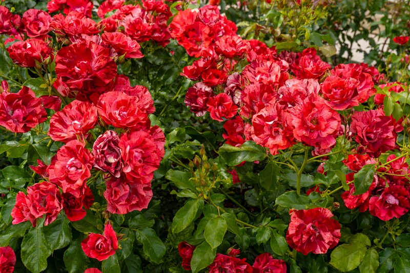 tallinna-botaanikaaia-rosarium 2025-07-20 1-30