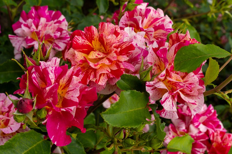 tallinna-botaanikaaia-rosarium 2025-07-20 1-31