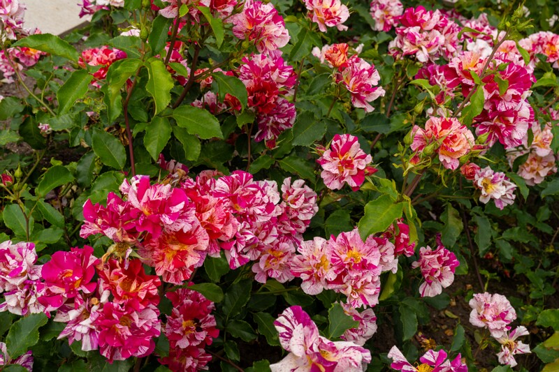 tallinna-botaanikaaia-rosarium 2025-07-20 1-32