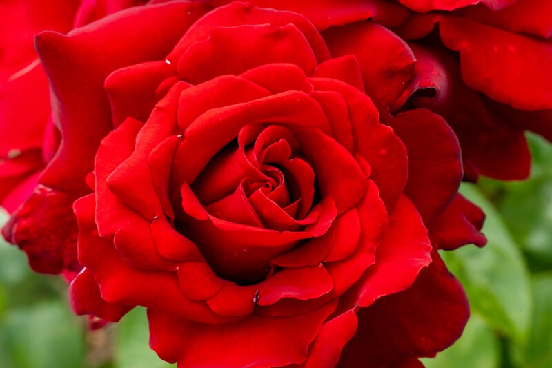 tallinna-botaanikaaia-rosarium 2025-07-20 1-33