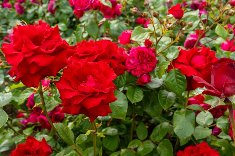 tallinna-botaanikaaia-rosarium 2025-07-20 1-34