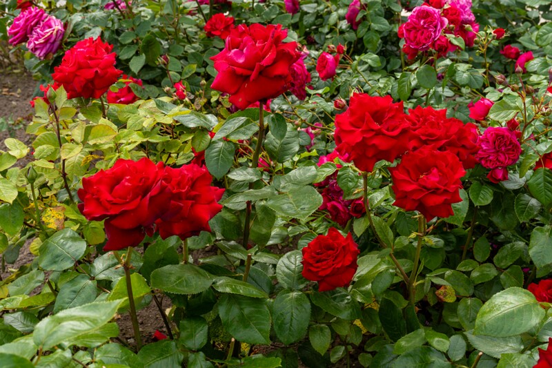 tallinna-botaanikaaia-rosarium 2025-07-20 1-35