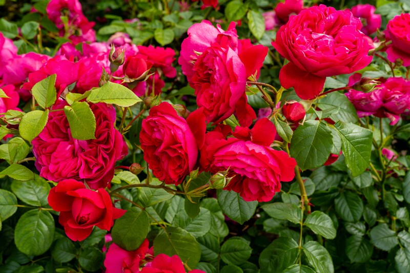 tallinna-botaanikaaia-rosarium 2025-07-20 1-36