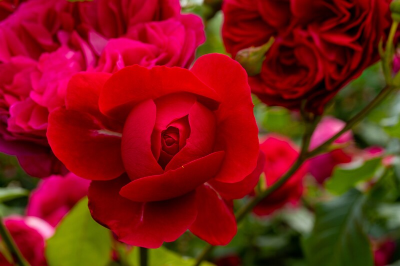 tallinna-botaanikaaia-rosarium 2025-07-20 1-37