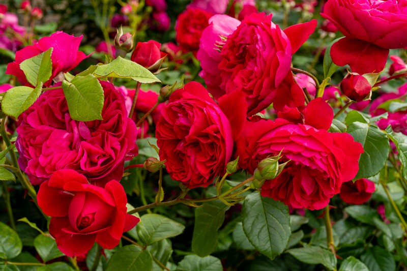 tallinna-botaanikaaia-rosarium 2025-07-20 1-38