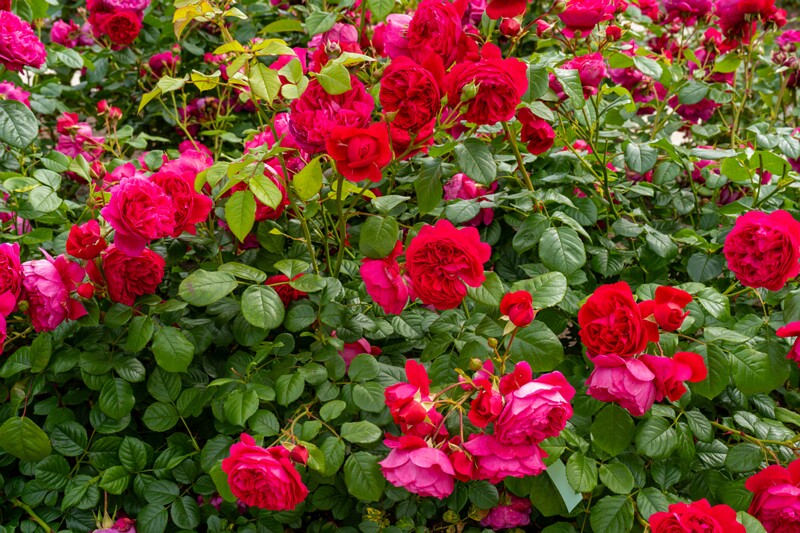 tallinna-botaanikaaia-rosarium 2025-07-20 1-39