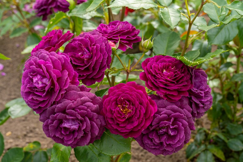 tallinna-botaanikaaia-rosarium 2025-07-20 1-40