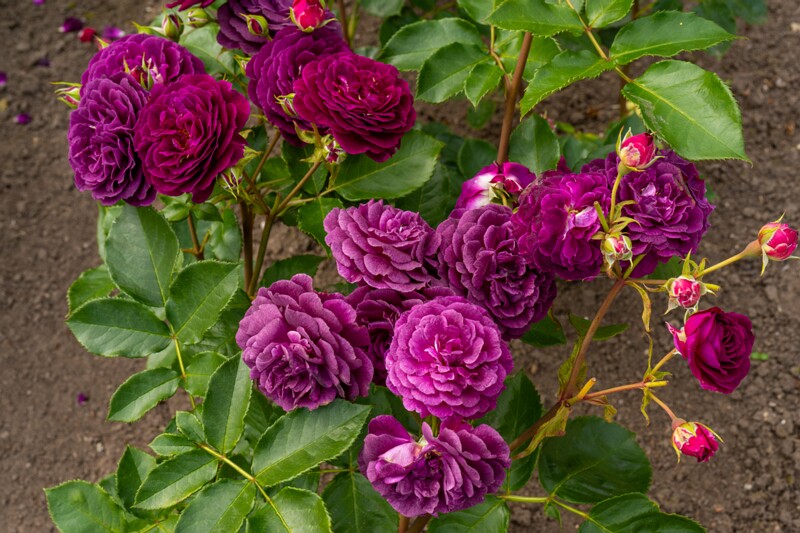 tallinna-botaanikaaia-rosarium 2025-07-20 1-41