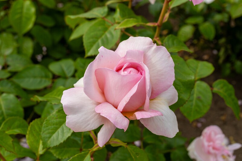 tallinna-botaanikaaia-rosarium 2025-07-20 1-42