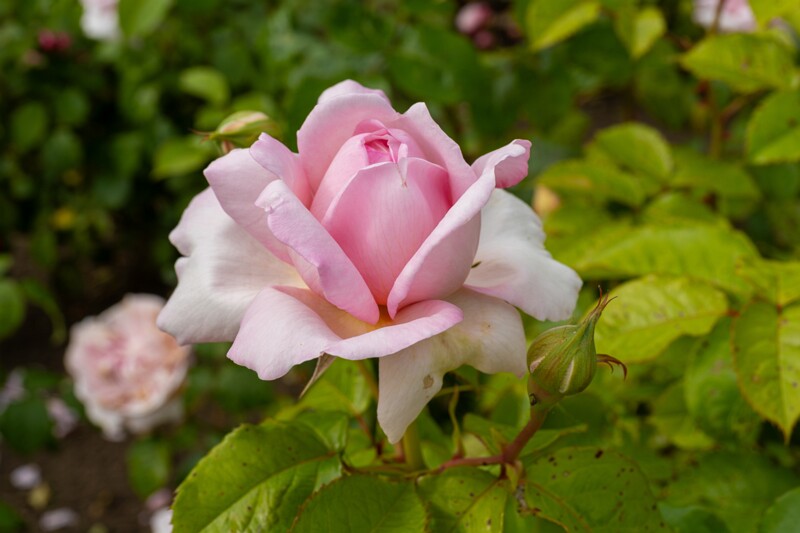 tallinna-botaanikaaia-rosarium 2025-07-20 1-43