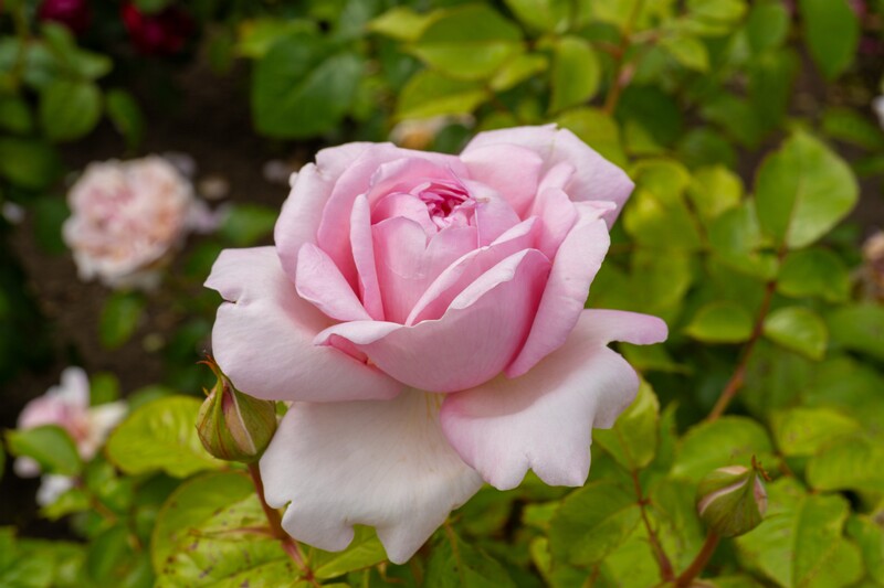 tallinna-botaanikaaia-rosarium 2025-07-20 1-44