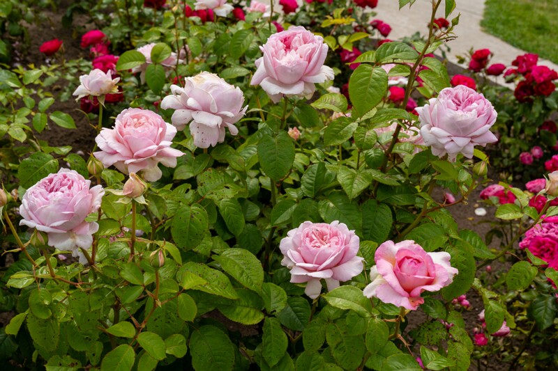 tallinna-botaanikaaia-rosarium 2025-07-20 1-45