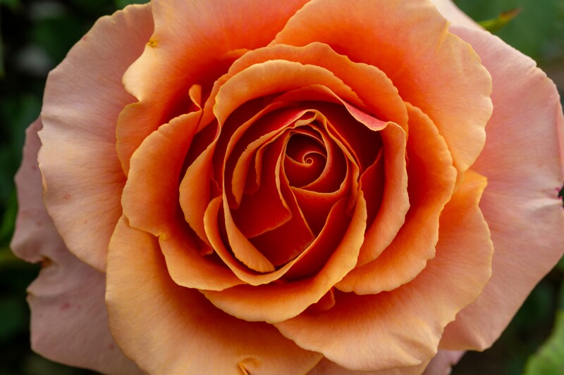 tallinna-botaanikaaia-rosarium 2025-07-20 1-46