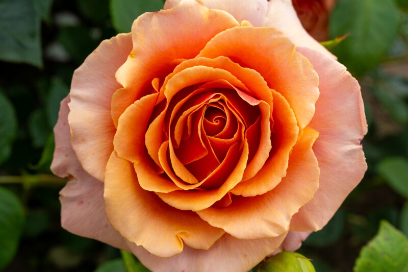 tallinna-botaanikaaia-rosarium 2025-07-20 1-47