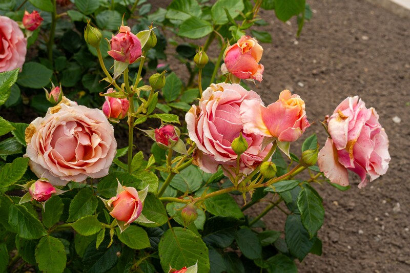 tallinna-botaanikaaia-rosarium 2025-07-20 1-48