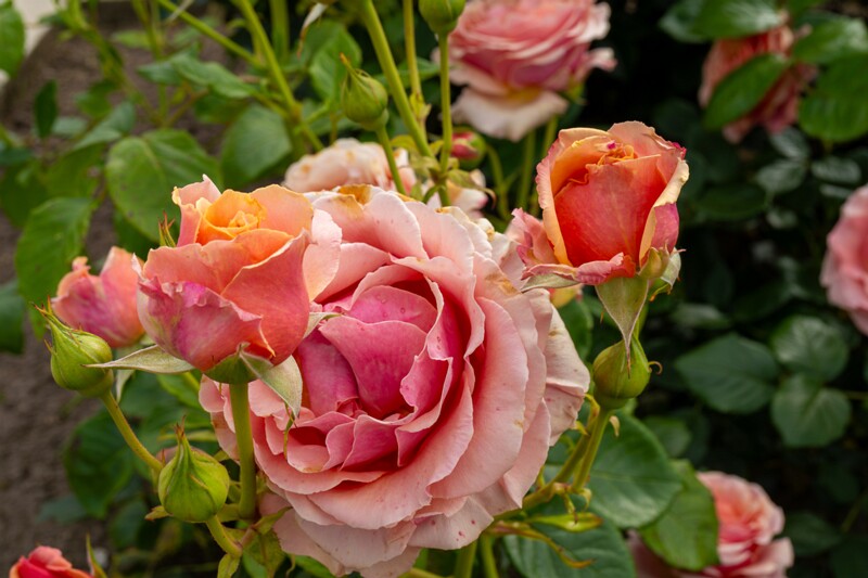 tallinna-botaanikaaia-rosarium 2025-07-20 1-49