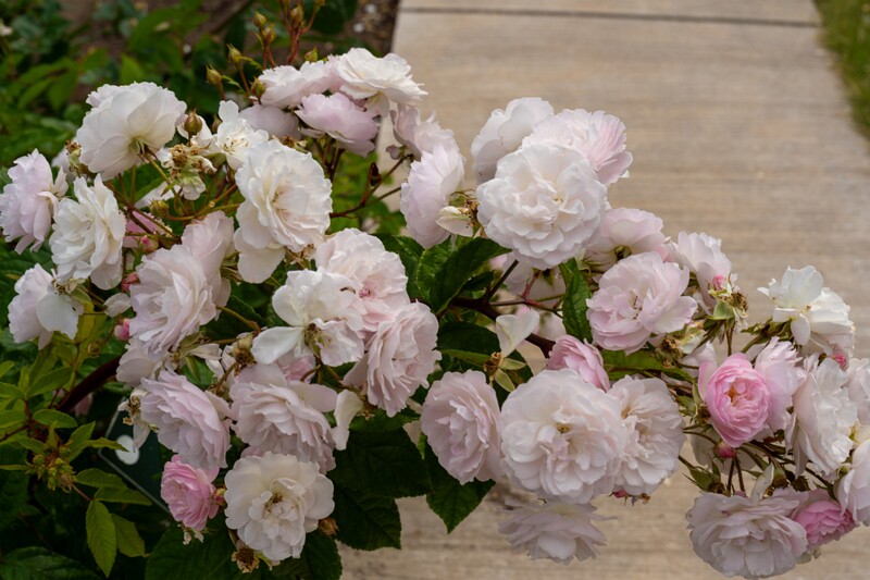 tallinna-botaanikaaia-rosarium 2025-07-20 1-50