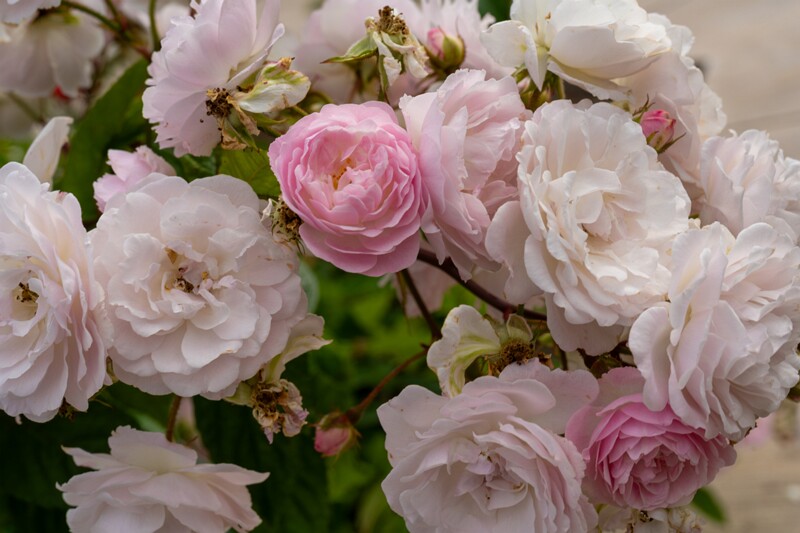 tallinna-botaanikaaia-rosarium 2025-07-20 1-51