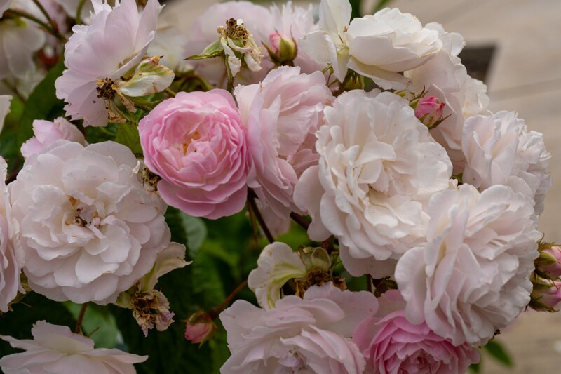 tallinna-botaanikaaia-rosarium 2025-07-20 1-52