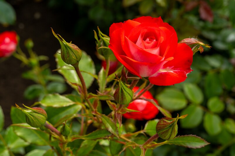 tallinna-botaanikaaia-rosarium 2025-07-20 1-53