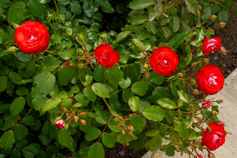 tallinna-botaanikaaia-rosarium 2025-07-20 1-54