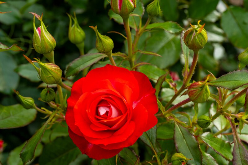 tallinna-botaanikaaia-rosarium 2025-07-20 1-55