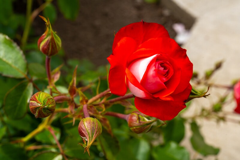 tallinna-botaanikaaia-rosarium 2025-07-20 1-56