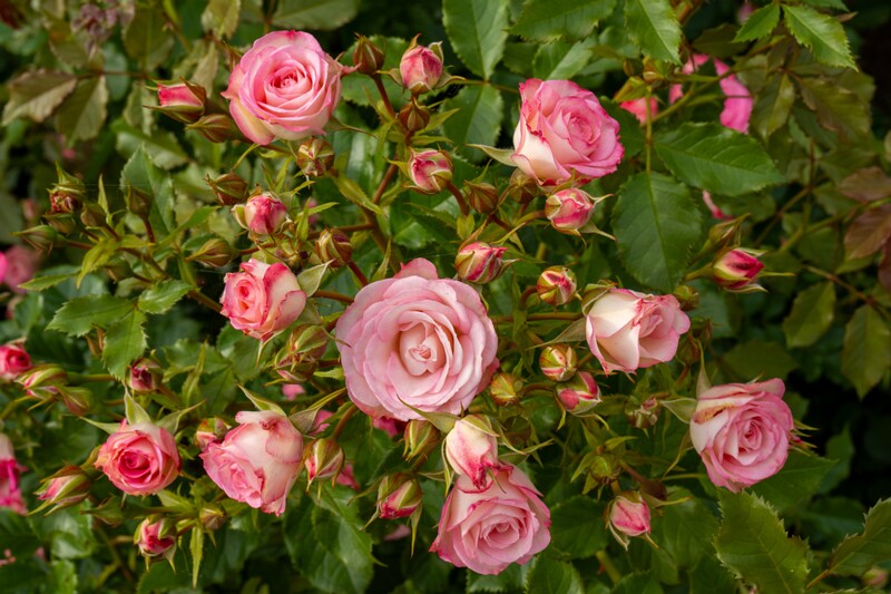 tallinna-botaanikaaia-rosarium 2025-07-20 1-57