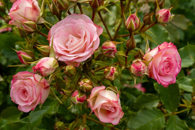 tallinna-botaanikaaia-rosarium 2025-07-20 1-58