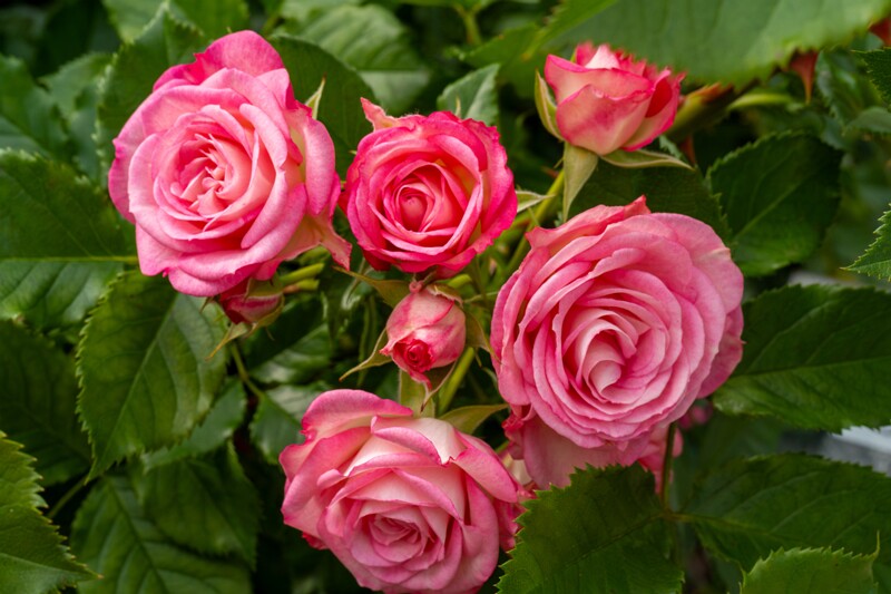 tallinna-botaanikaaia-rosarium 2025-07-20 1-59