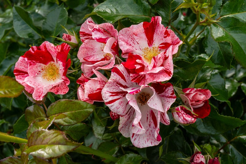 tallinna-botaanikaaia-rosarium 2025-07-20 1-60