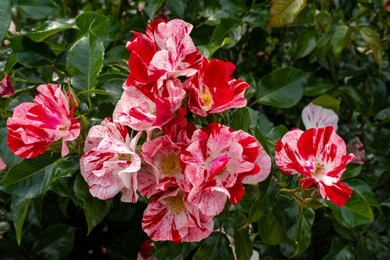 tallinna-botaanikaaia-rosarium 2025-07-20 1-61