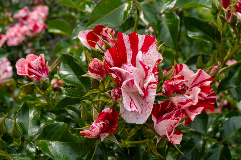 tallinna-botaanikaaia-rosarium 2025-07-20 1-62