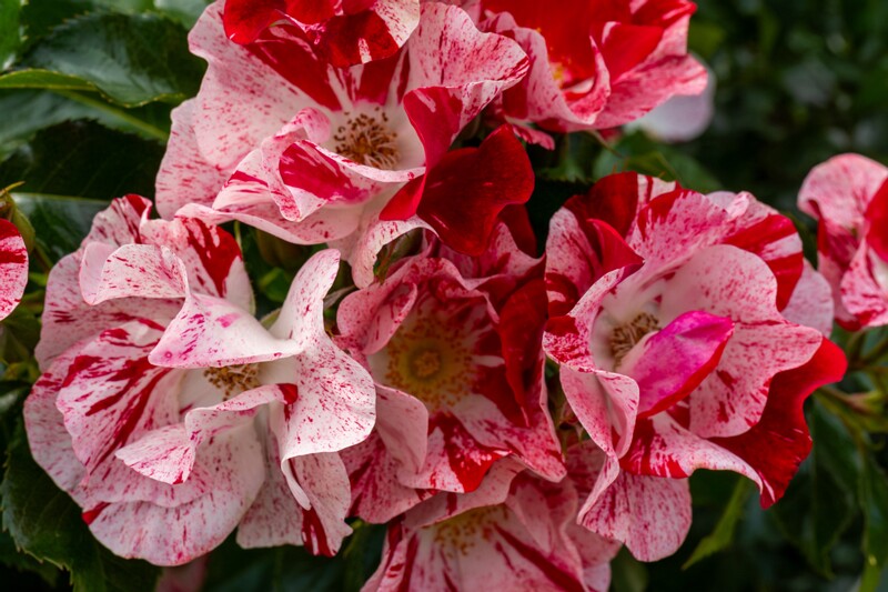 tallinna-botaanikaaia-rosarium 2025-07-20 1-63