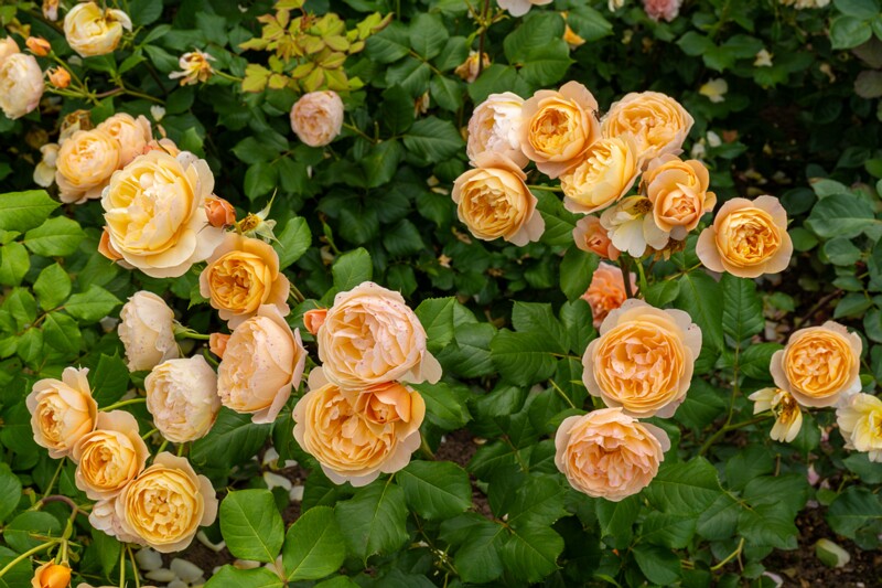 tallinna-botaanikaaia-rosarium 2025-07-20 1-64