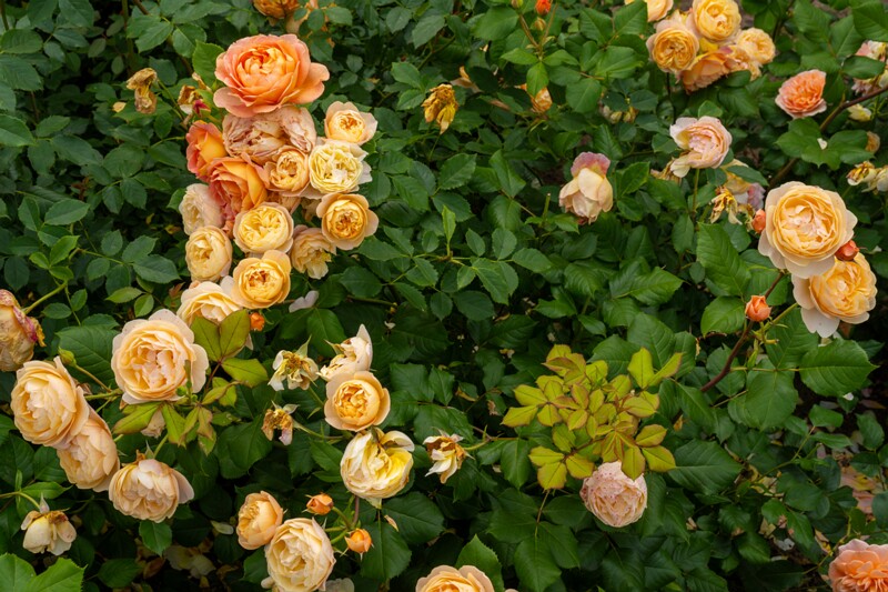 tallinna-botaanikaaia-rosarium 2025-07-20 1-65