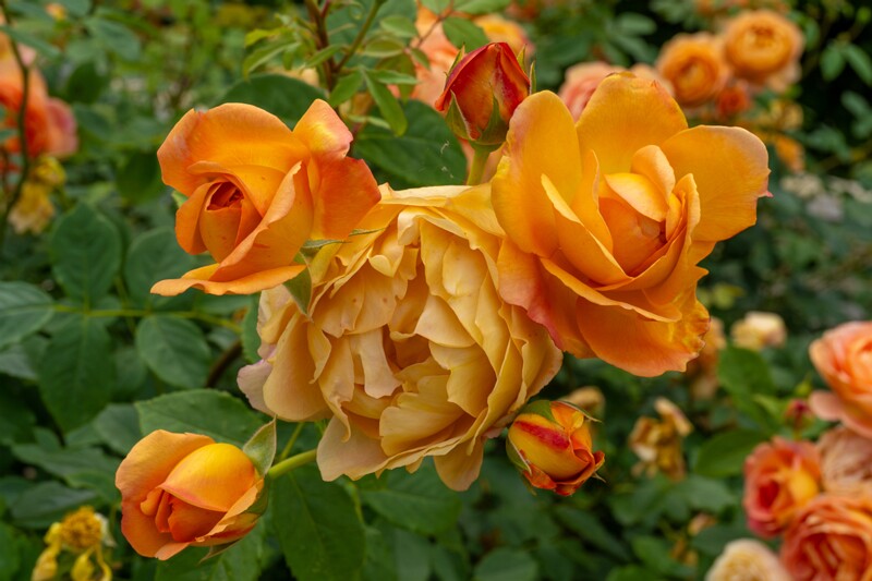 tallinna-botaanikaaia-rosarium 2025-07-20 1-66