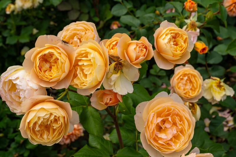 tallinna-botaanikaaia-rosarium 2025-07-20 1-67