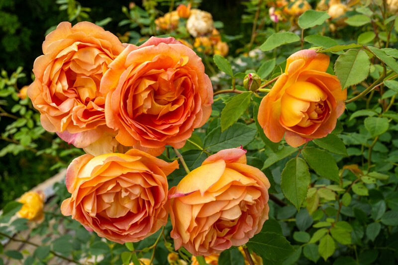 tallinna-botaanikaaia-rosarium 2025-07-20 1-68