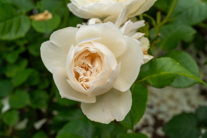 tallinna-botaanikaaia-rosarium 2025-07-20 1-69