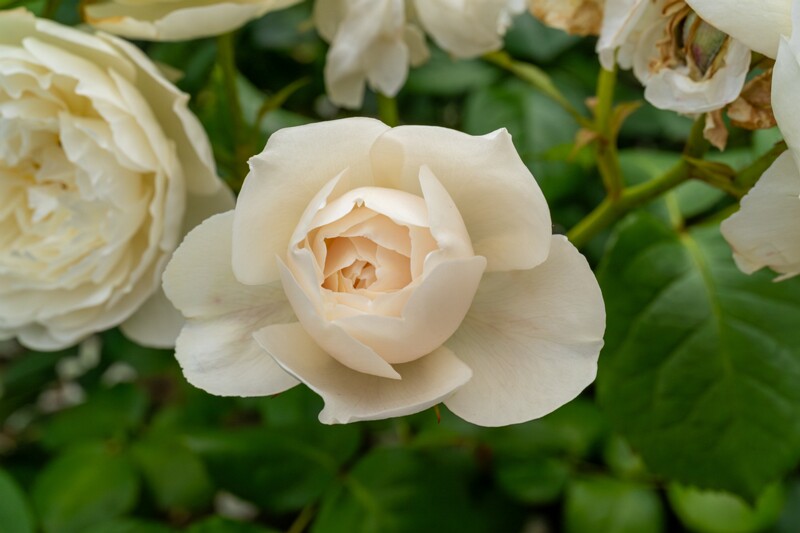 tallinna-botaanikaaia-rosarium 2025-07-20 1-70