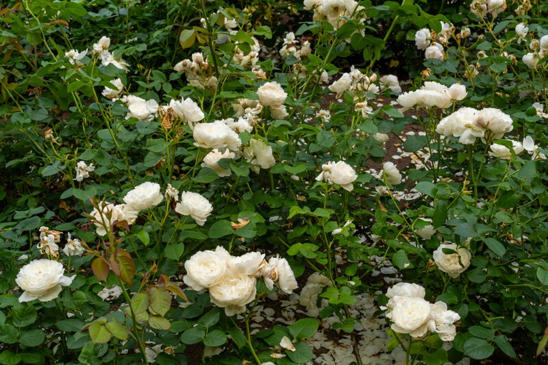 tallinna-botaanikaaia-rosarium 2025-07-20 1-71