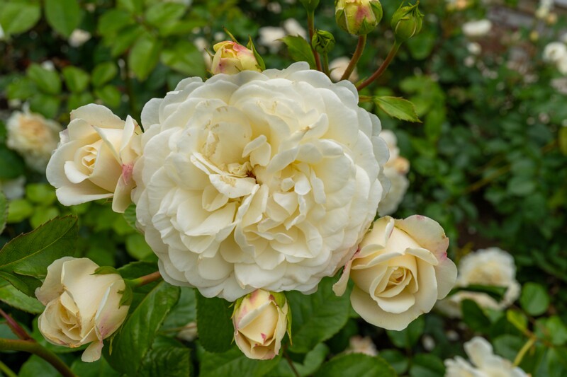 tallinna-botaanikaaia-rosarium 2025-07-20 1-72