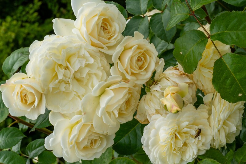 tallinna-botaanikaaia-rosarium 2025-07-20 1-73