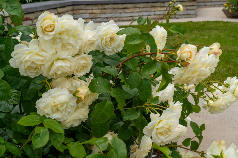 tallinna-botaanikaaia-rosarium 2025-07-20 1-74