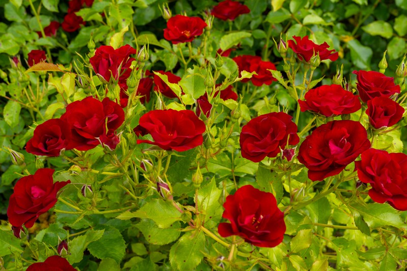 tallinna-botaanikaaia-rosarium 2025-07-20 1-75