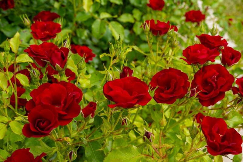 tallinna-botaanikaaia-rosarium 2025-07-20 1-76