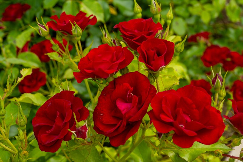 tallinna-botaanikaaia-rosarium 2025-07-20 1-77