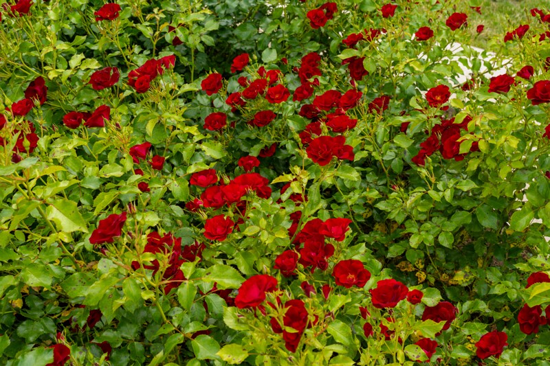 tallinna-botaanikaaia-rosarium 2025-07-20 1-78